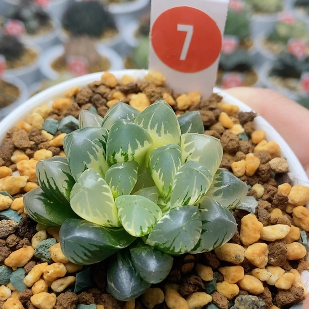 7北极之光锦123456789