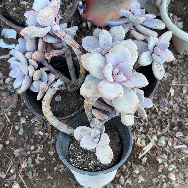 紫***英三颗小桃霜多肉植物一物一拍