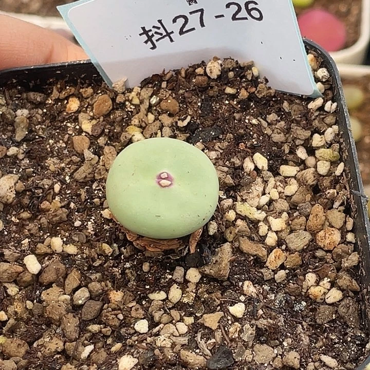 5**927-26肉锥多肉植物