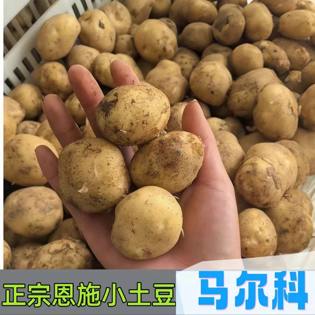 恩施富硒老品种马尔科小土豆新鲜正宗洋芋味道鲜美营养价值丰富