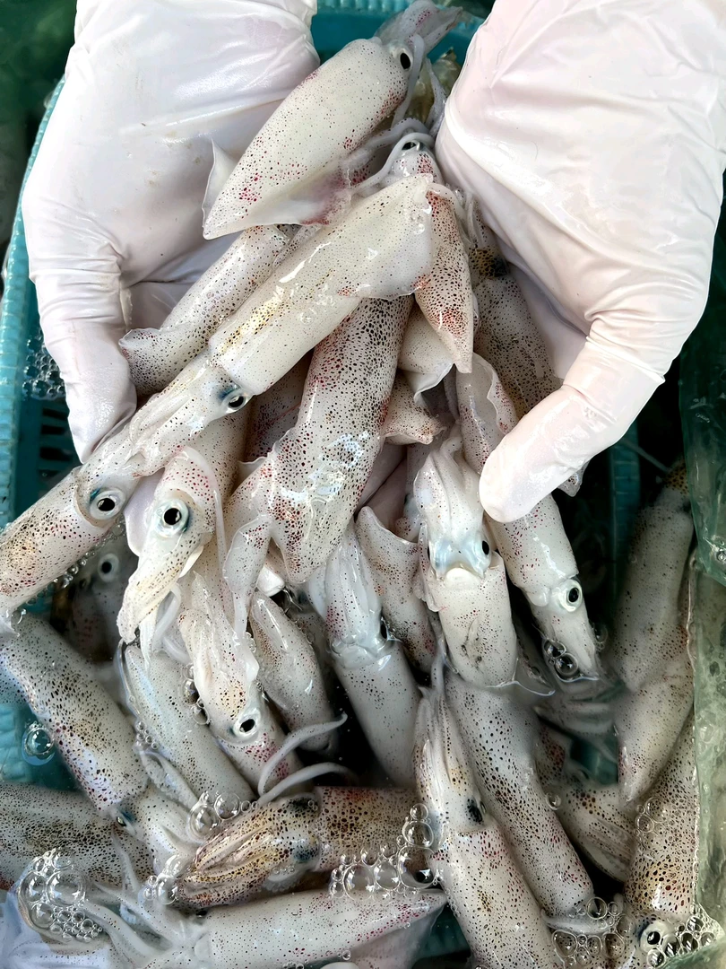 鲜鱿鱼，小鱿鱼海兔，广东阳江海陵岛发货