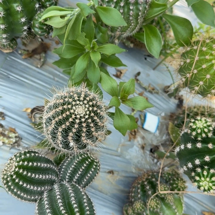 h***a高山丽花仙人球989