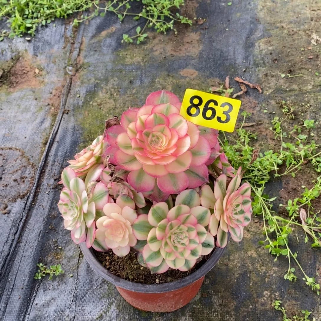 荔枝多肉法师863