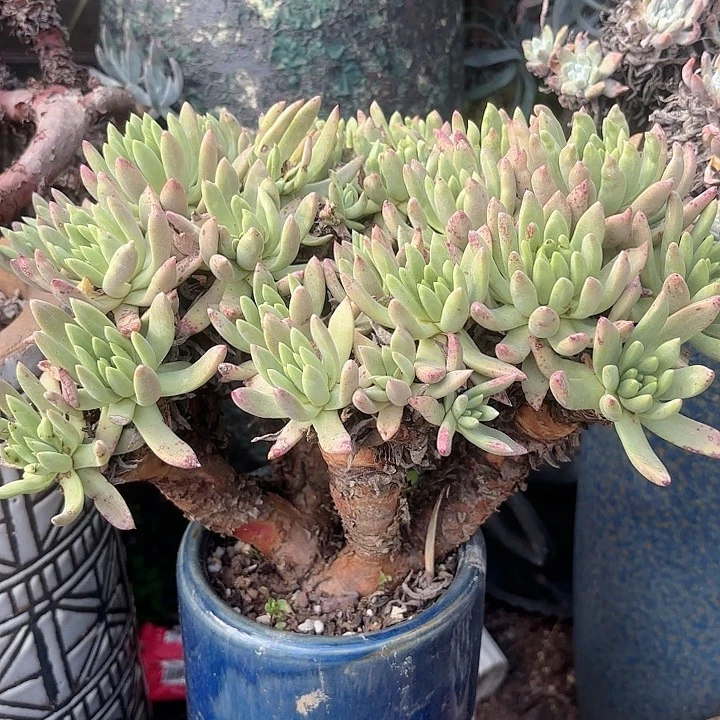 仙女杯多肉植物提取