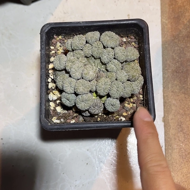 无花朵精巧丸仙人球