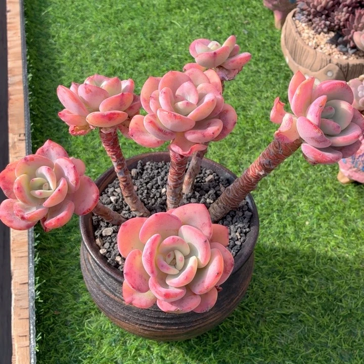 福利价多肉 白月光-4