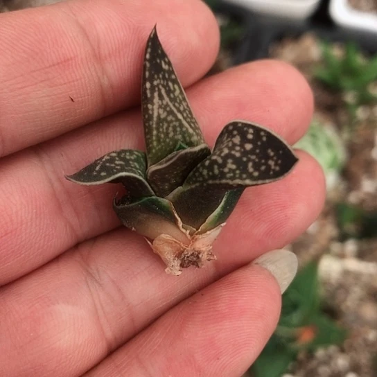 龙虎霸旋转蜗牛多肉