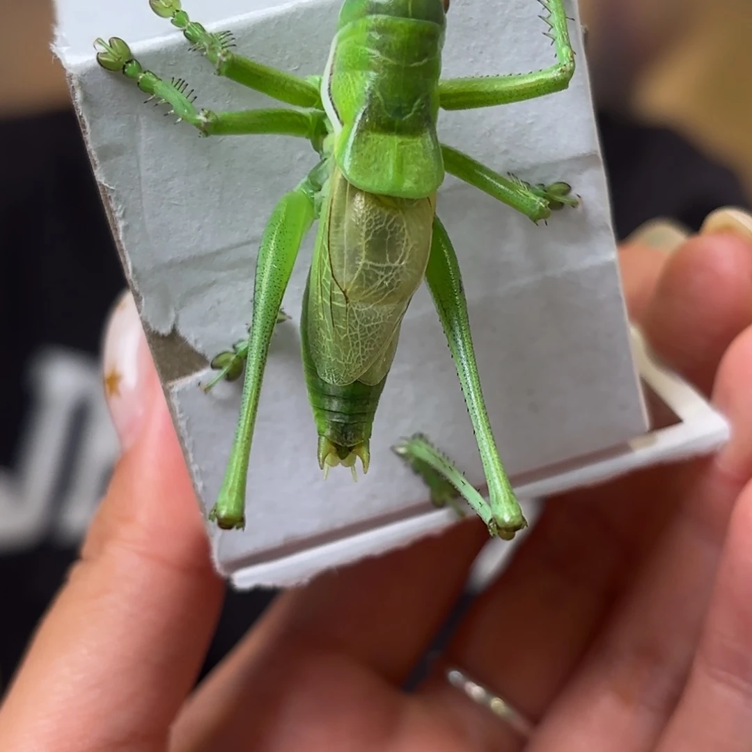 ****✧蝈蝈蝈蝈福福价格