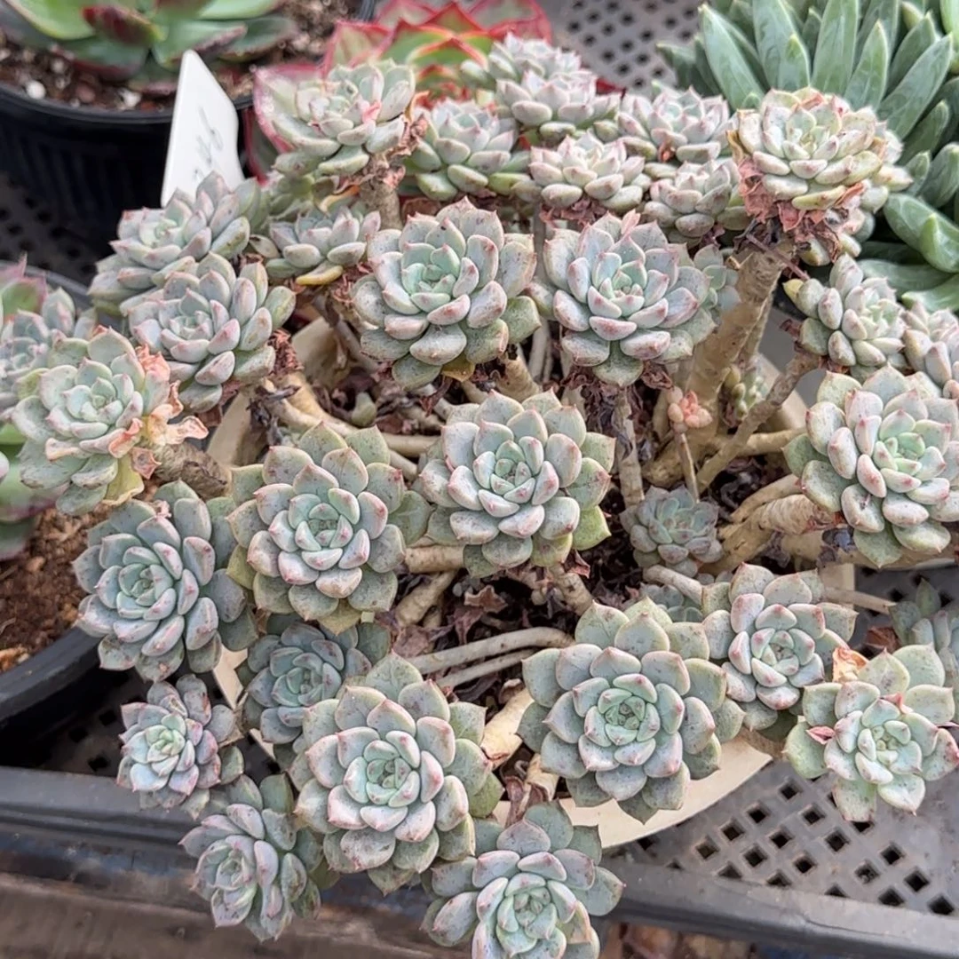 粉布偶惊鸿一物一拍包装收缩花旱