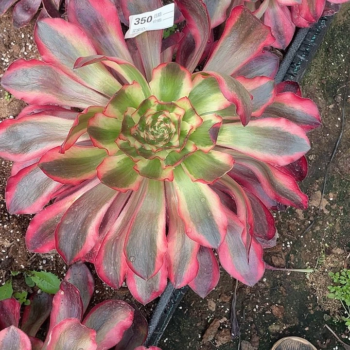 350 多肉法师多肉