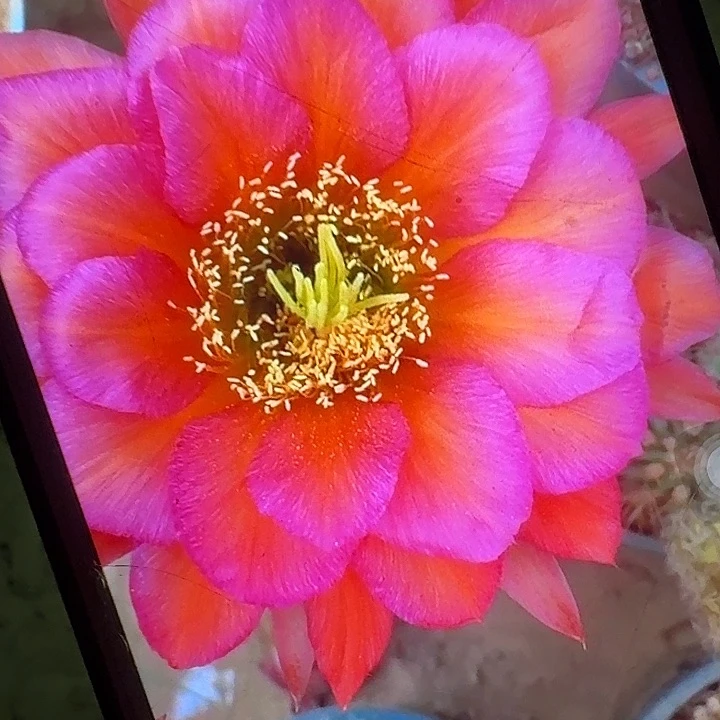 阿不里根冠服7公分毛花柱