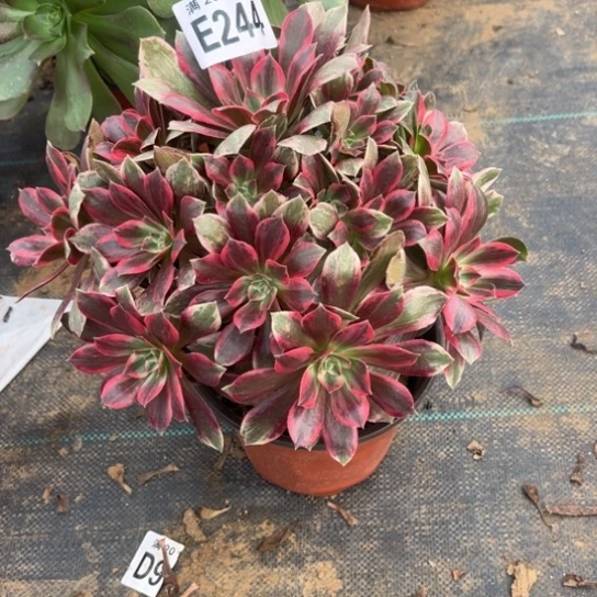 244浣纱法师不包断枝