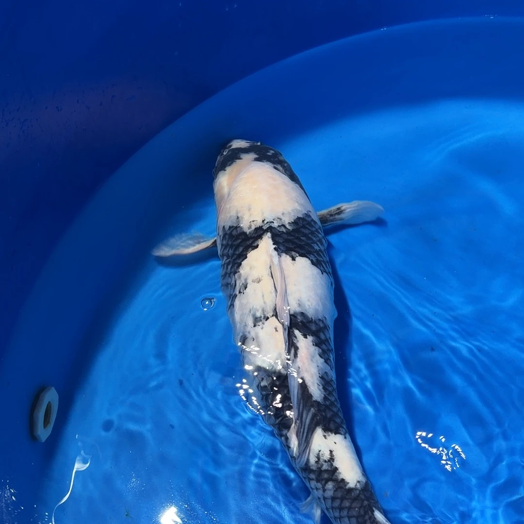 锦鲤白写专拍链接