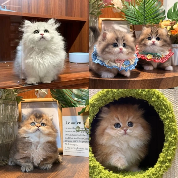 壮实说猫加白猫咪活体专属链接
