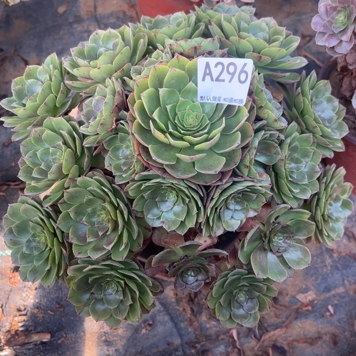 万拉丝多肉植物296.