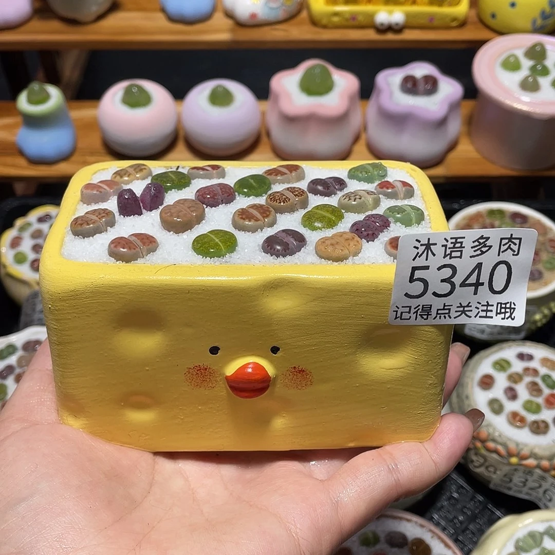 带盆土植物 一物一拍5340