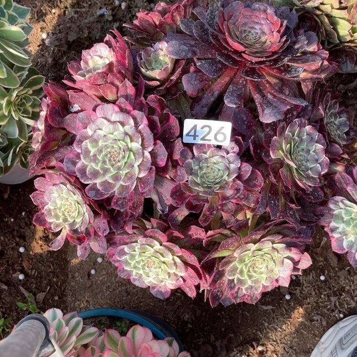 鼠*?426多肉植物油彩墨