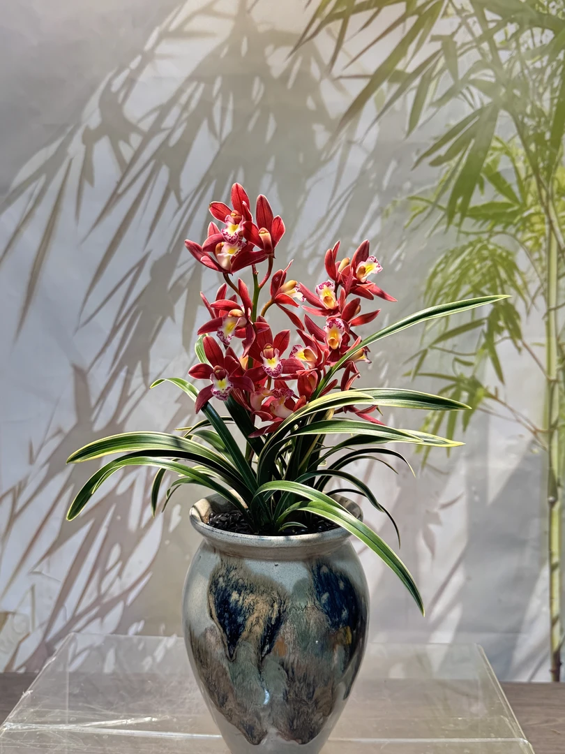 【金边玉鼎红】 四季兰 名贵品种 花艺双全 好养活