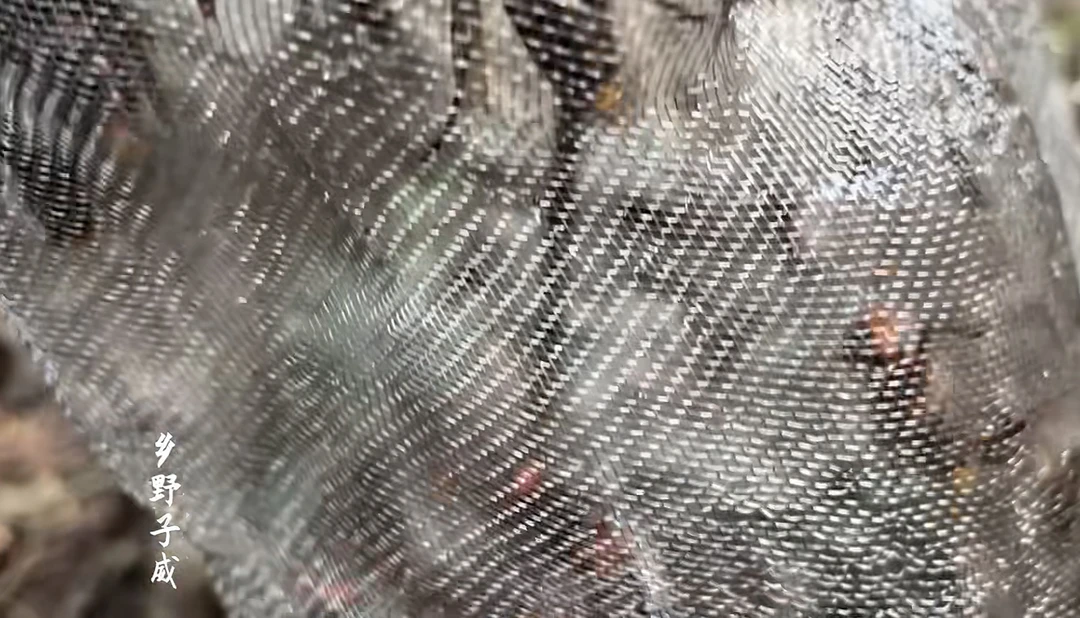 钢丝网虎头蜂袋收蜂袋