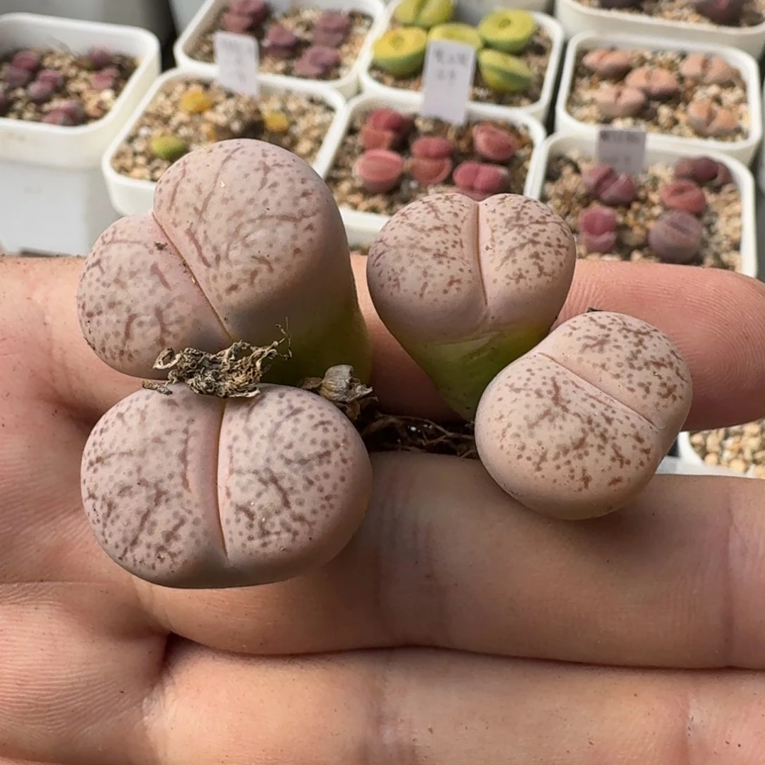 G634老母本粉曲玉