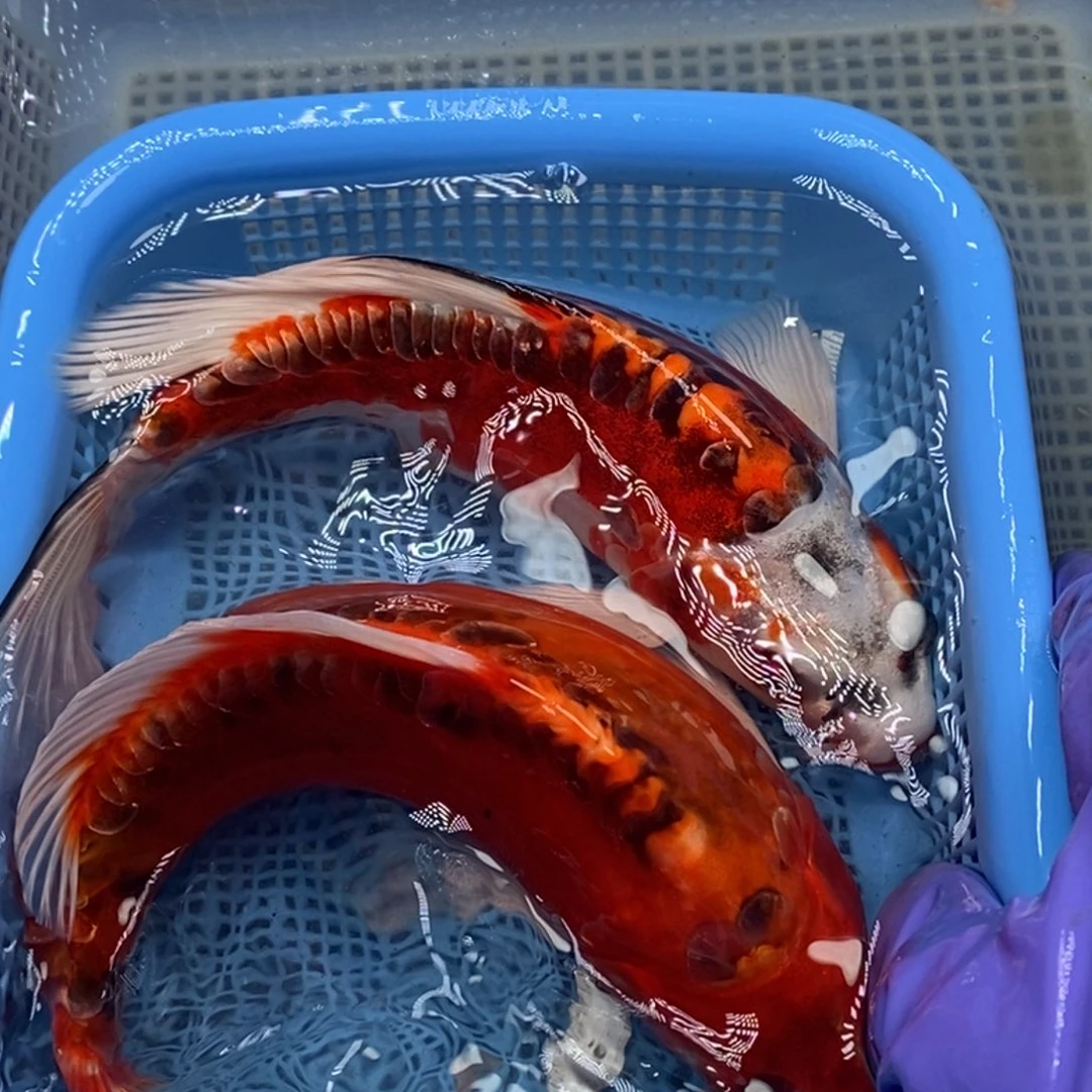 锦鲤冷水锦鲤包邮