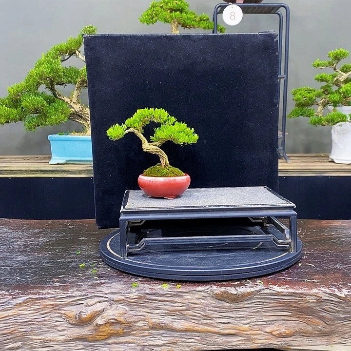 无花朵黄杨盆景四季常青不落叶