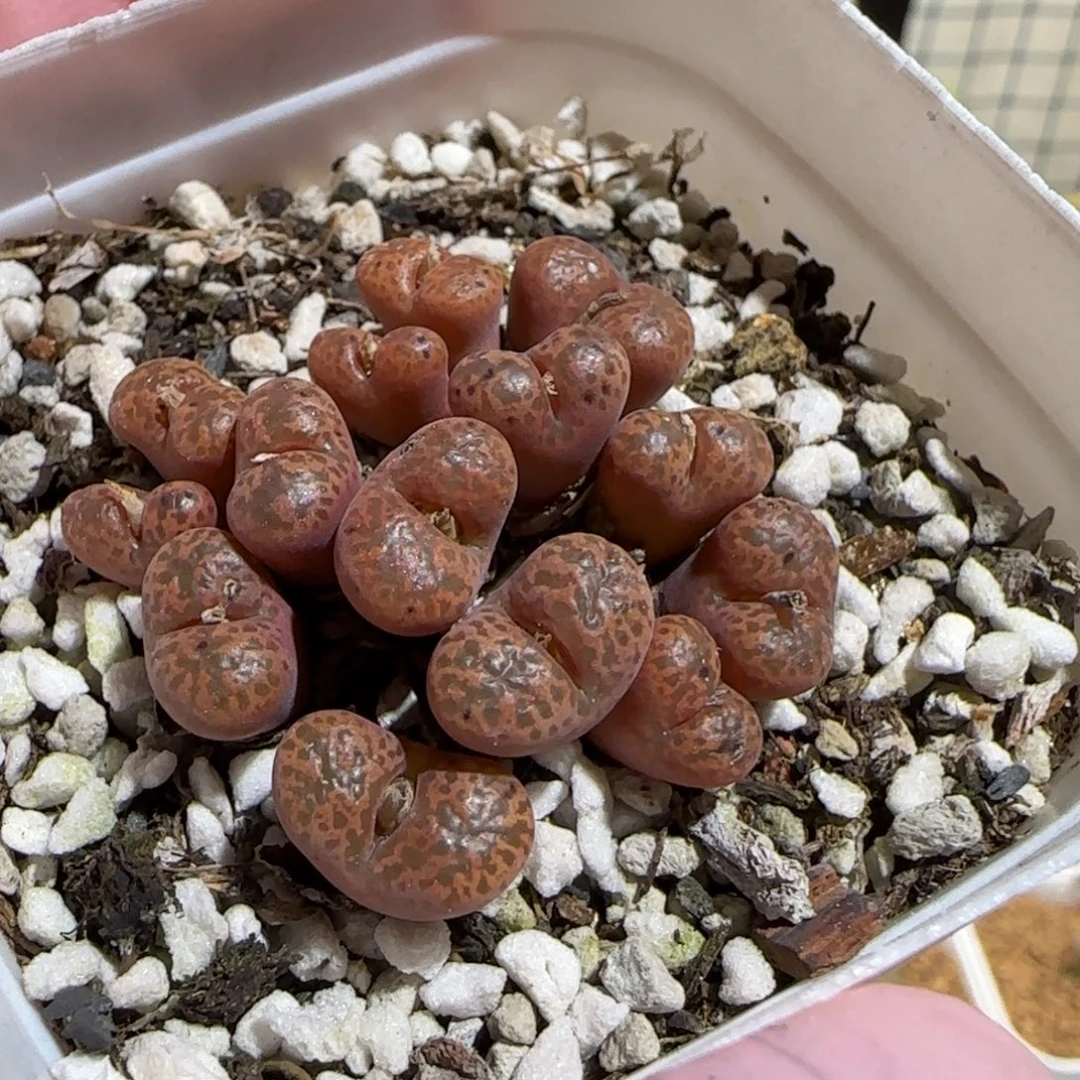 肉锥多肉植物组合-勋章1529