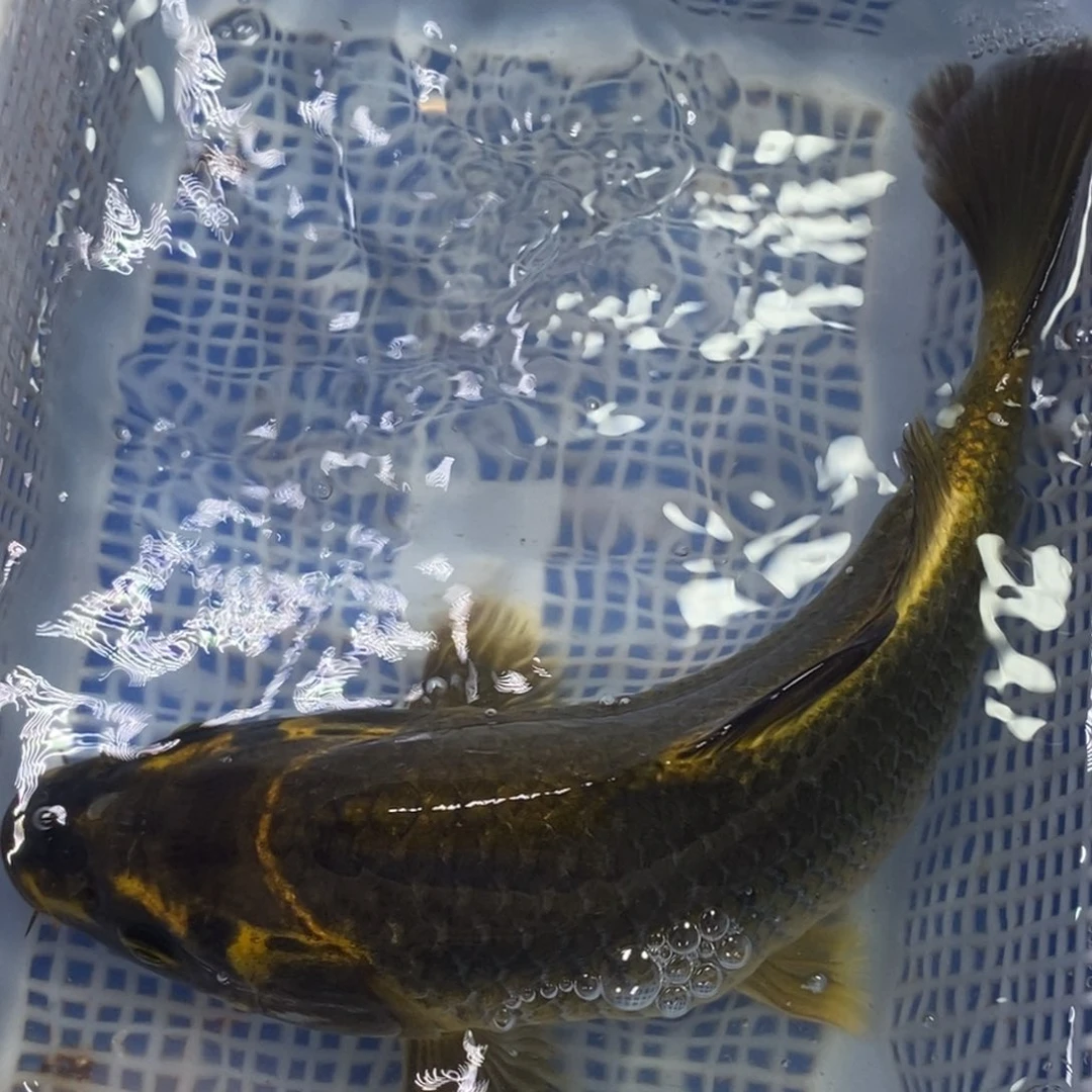 锦鲤冷水锦鲤包邮