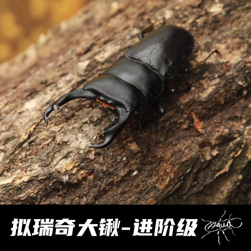 【水源虫屋】拟瑞奇大锹  甲虫独角仙长戟大兜昆虫锹甲