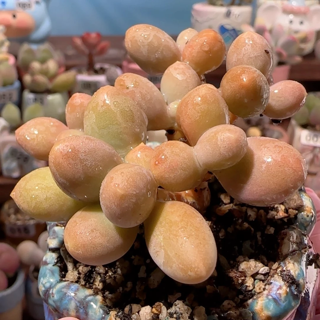 造型糖果美人 盆口5cm