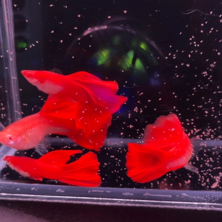 孔雀鱼超血血红2对