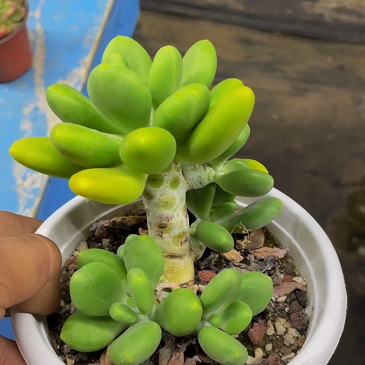 芒果奶福利一颗哦哦哦