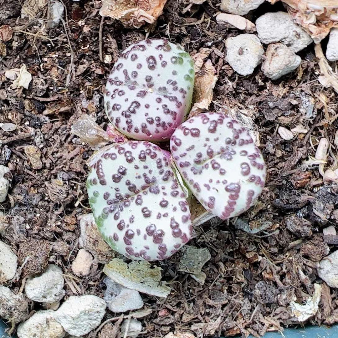 无花朵安贞带盆发…………………………