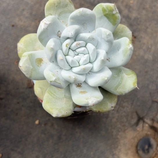 p****o谢谢姐姐～一物一拍8449