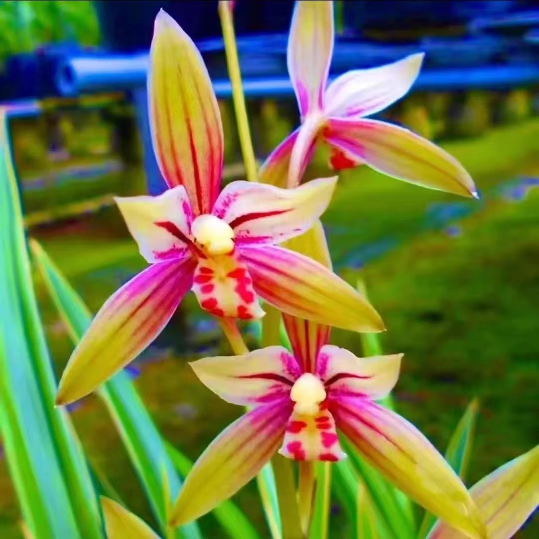 5支花起建兰 七彩丹霞 古风花盆栽好室内阳台兰花绿植盆栽