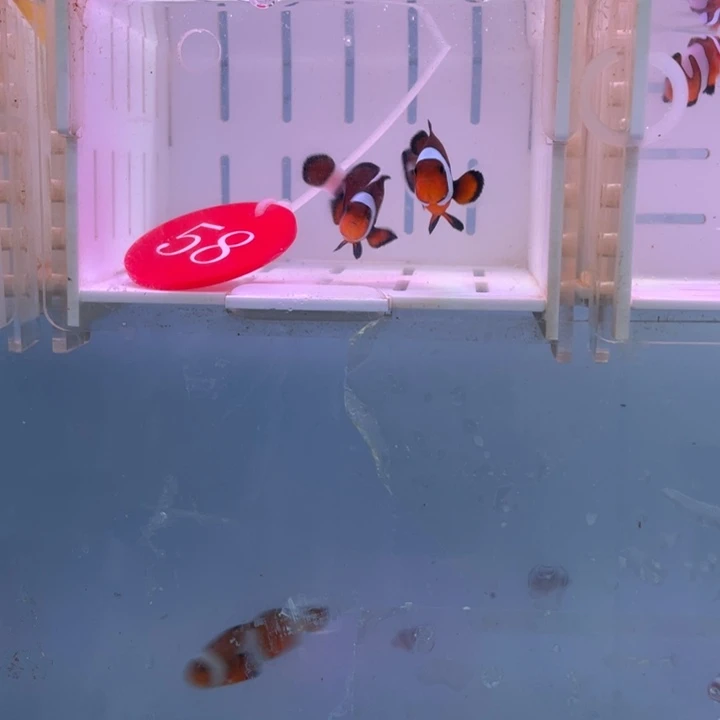 海水鱼精品玛瑙2条3.5-4