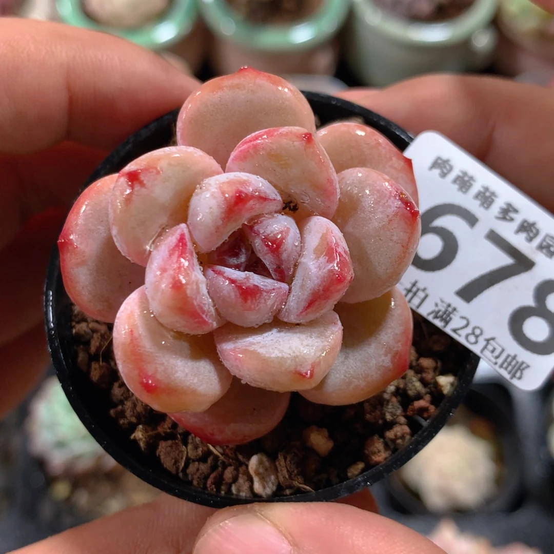 5CM拇指盆精控多肉ZI678