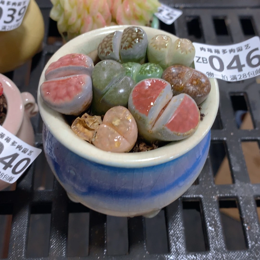 肉萌萌拇指盆精控多肉ZB046