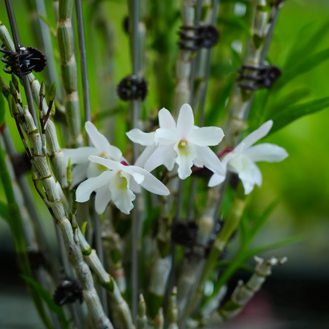 天泉町石斛，日本杂交品种，粉白花色