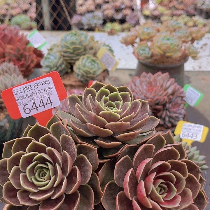 6444哥特玫瑰。