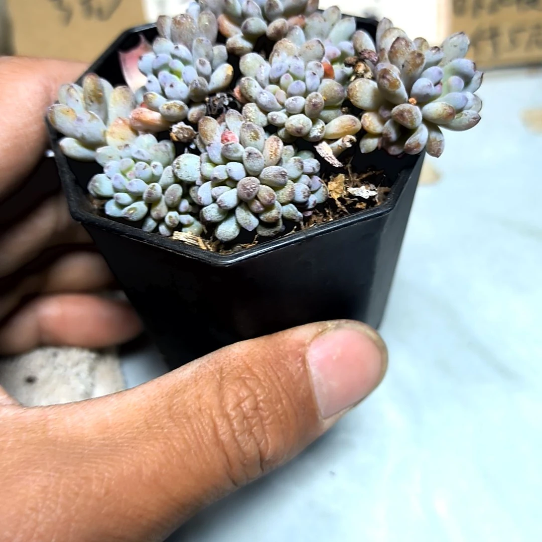 满6元包邮，蓝豆八角盆