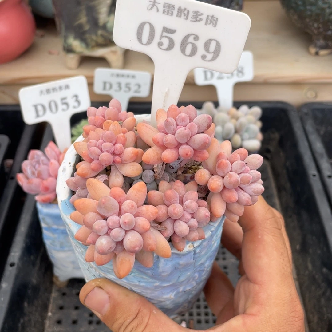 0569婴儿手指不带盆9厘米