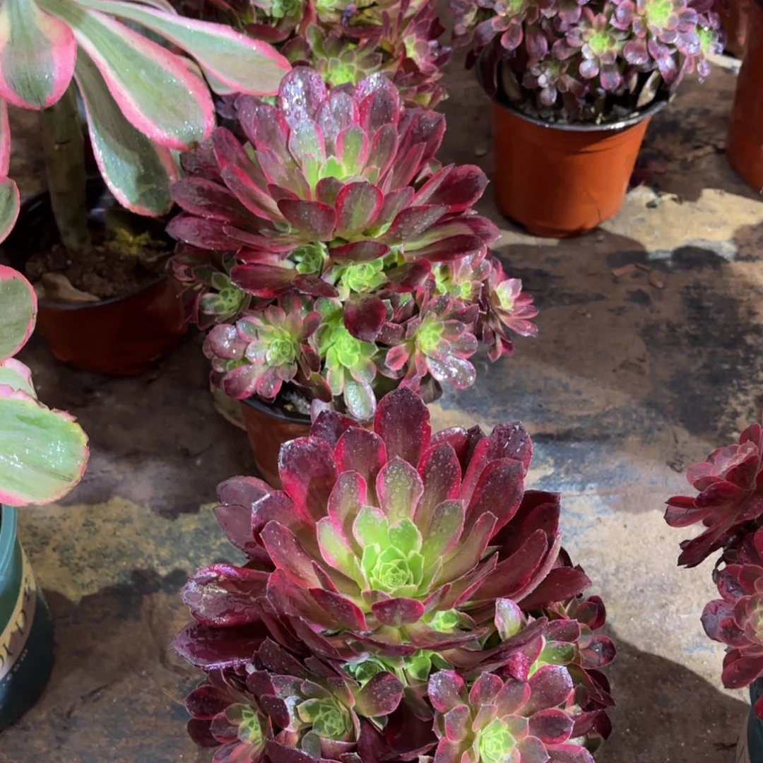 安娜9.9多肉植物