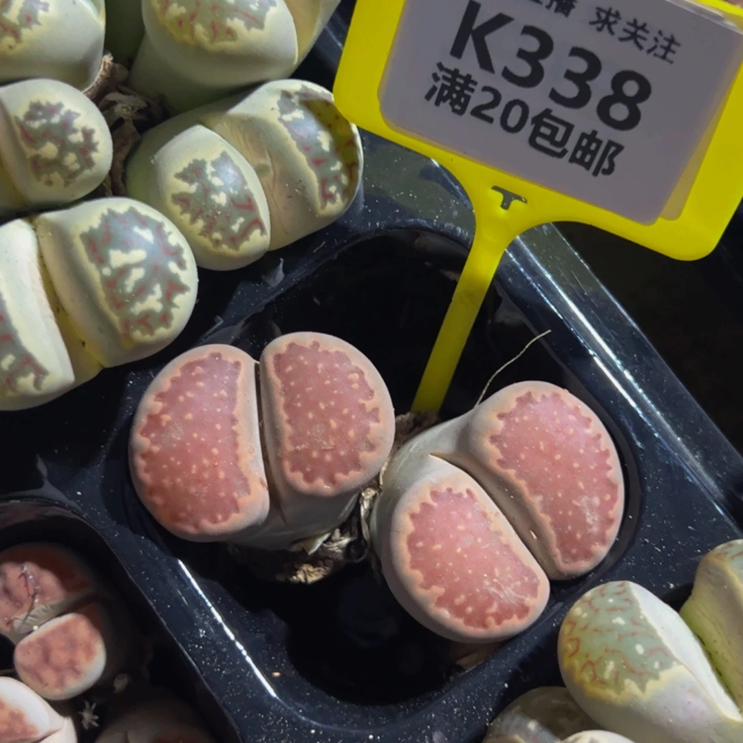 338 生石花大群生一物一拍