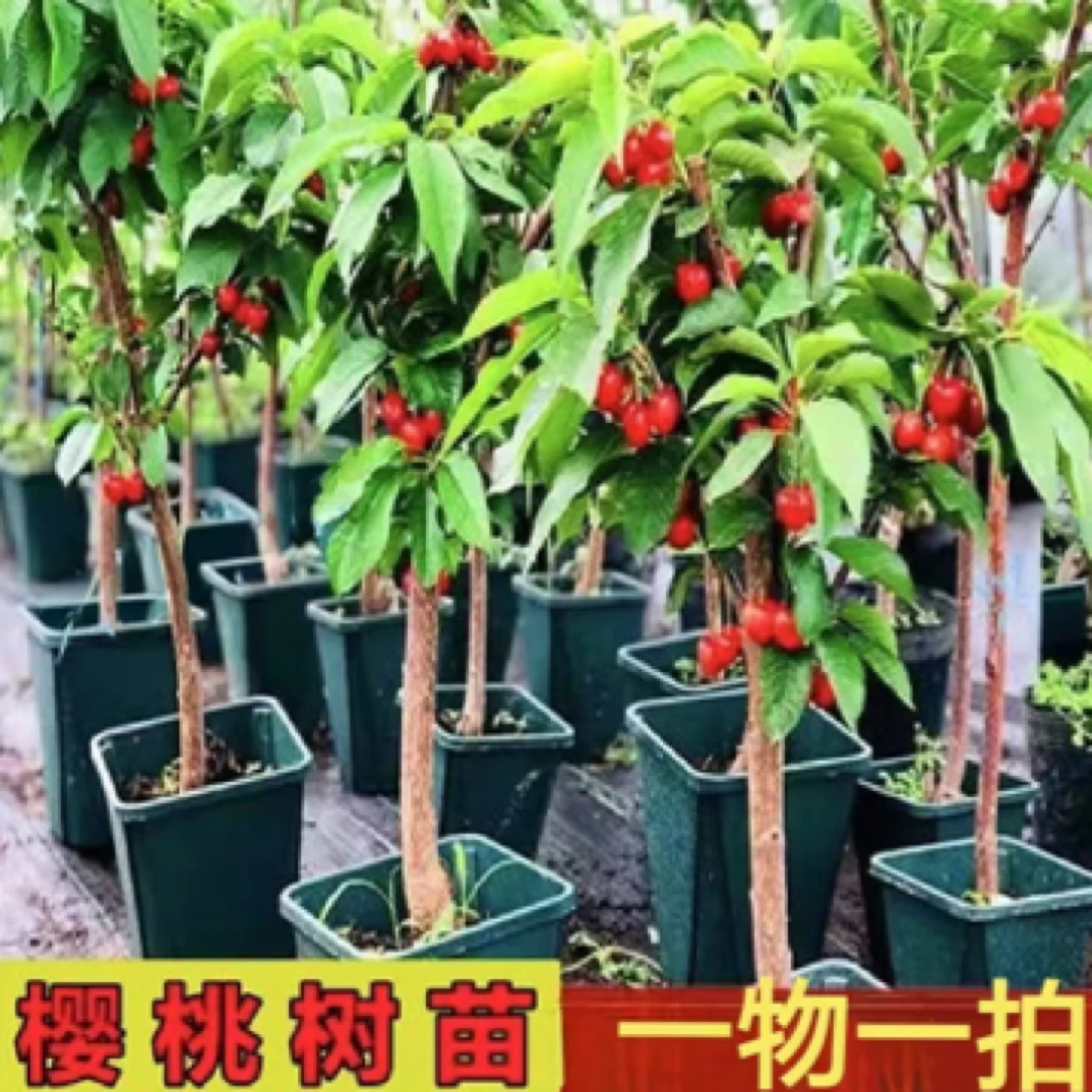 黑珍珠车厘子大樱桃，对标对版盆栽地栽果大肉鲜！