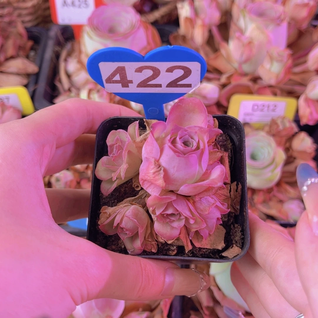 单品一物一拍422号