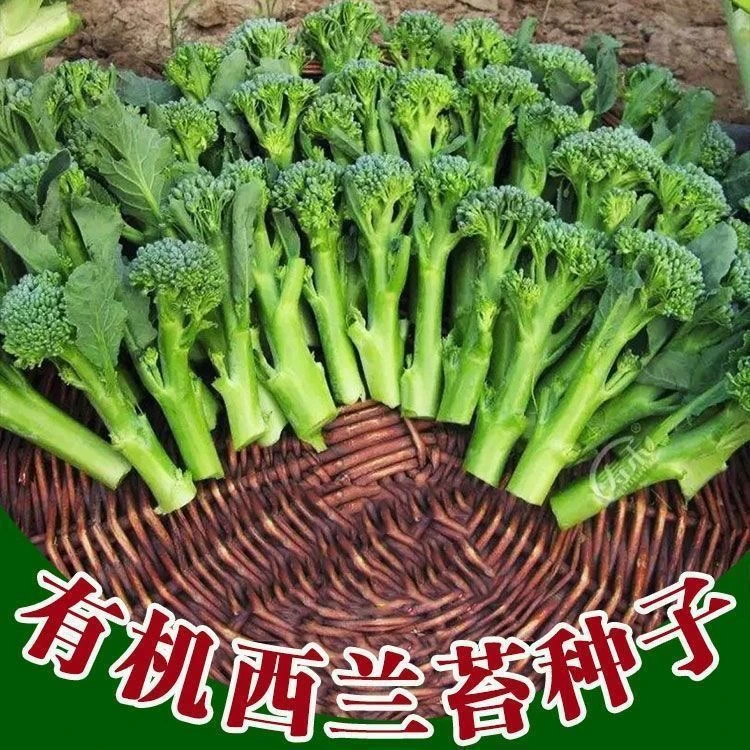 【近期种植】西兰苔种子菜苔种子蔬菜种子油菜芯籽四季种植盆栽菜籽