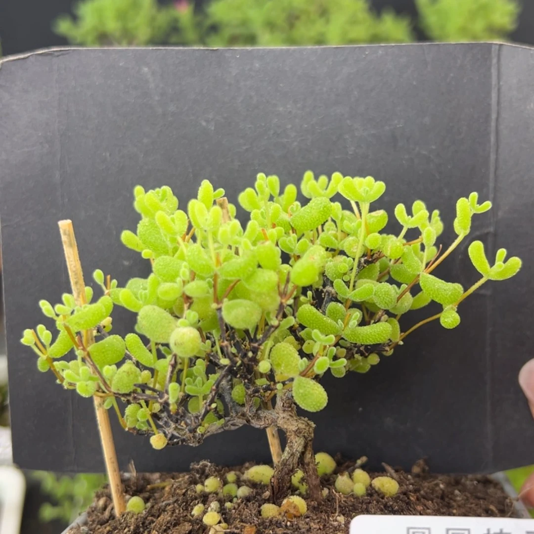 【闪购商品】霜*dy2545翡翠补差换这个