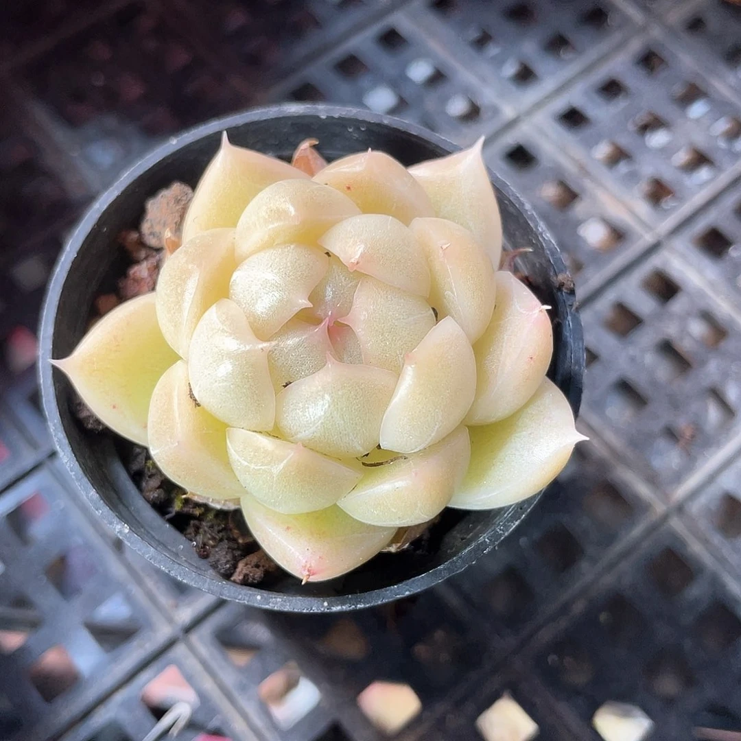 优选麦秆福利9358