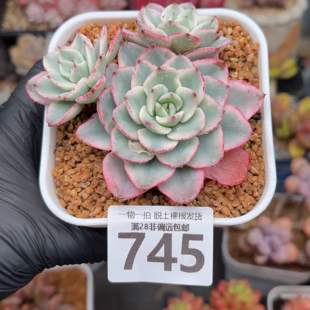 奶油黄桃锦无盆土发货